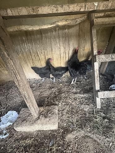 hind quşu: 2 diwi 2 erkekdi avstrolop — 3