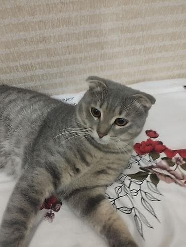 Tabbi, Yaxşı əllərə — 8
