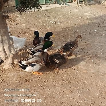 Cücələr: Damazlığ istiyən buyurusun deməy olar ki çoxu yumurtduyur Qiymət lal — 6