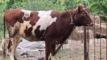 lal ordek nece gune bala cixarir: Dişi, Simental, il: 1, 300 kq — 1