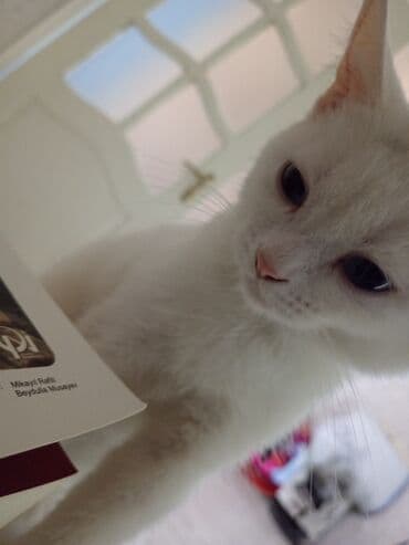 pişik ucuz: Dişi, Yaxşı əllərə, Ödənişli çatdırılma — 11