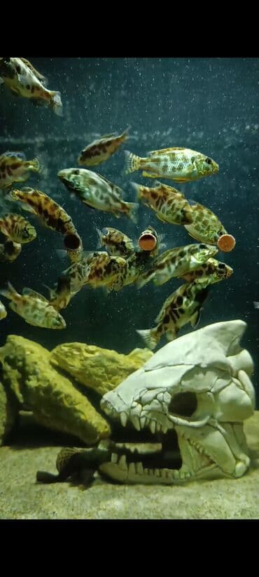 oskar balığı: Yırtıcı, Ödənişli çatdırılma, Ünvandan götürmə — 4