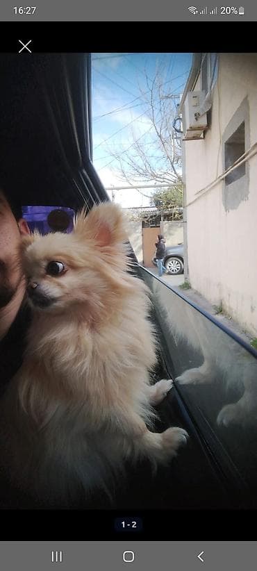 pikines it: Şpitz — 1