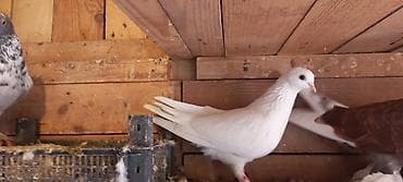 heyvan bazari itler: Mayadi 10 manata — 1