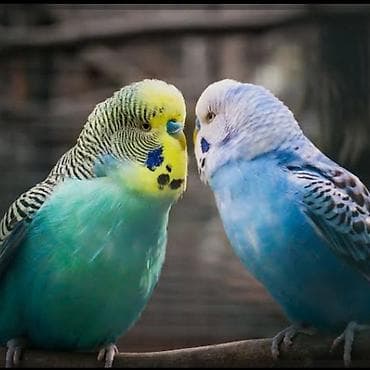 qəfəs satışı: Açığlamanı oxu📍. Whatchapp heyvan qrupu var — 2