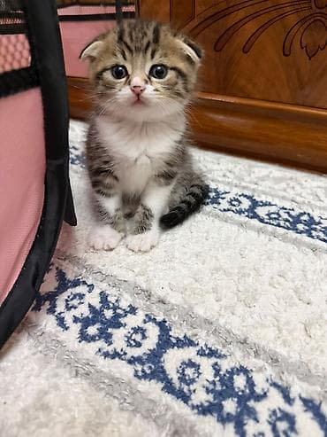 heyvanlar: Şotland, Yaxşı əllərə — 3
