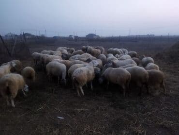 lal ordək balası satılır: Salam 50baş qoyun satılır 18 dogub 8 10 kilolug quzları var altında — 3