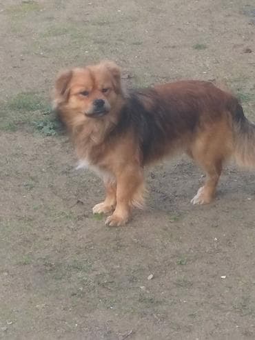 qaz balasi nece gune cixir: Pekines, 1 il, Erkek — 1