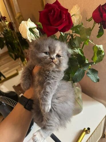 вислоухий кот цена: Шотладская вислоухая — 11