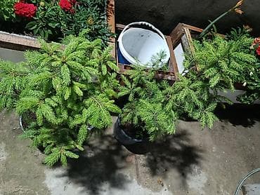 kuknar agaci: Qara küknar (Picea) – qablarda əkilmiş dekorativ həmişəyaşıl — 4
