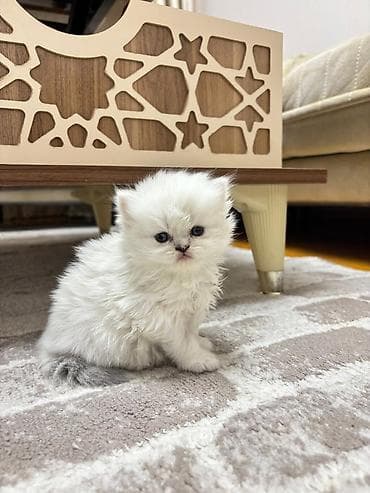 pişik tap az: Britan, Erkək — 3