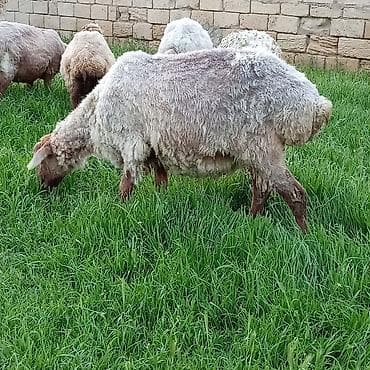 Digər ət məhsulları: Ətlik qoyunlar təcli satılır — 9