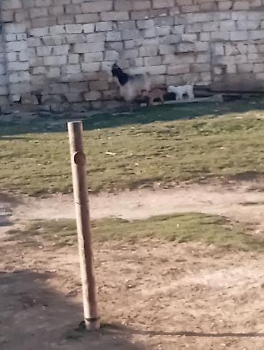 Ördəklər: 4 əmcəyi var əkiz balali di əkəy di balası da 2 də əkəy di 2 gün olub — 3