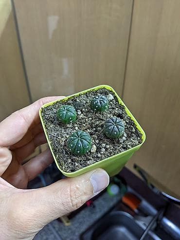 maral buynuzu bitkisi: Sukkulentlər. Sağlam və dözümlü bitkilərdi. Uzun müddət susuz qala — 8