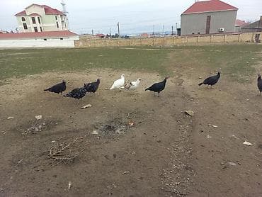 simmental inək cinsi: Məhsul: Hind toyuqları (hinduşka sürüsü) Təsvir: - Açıq ərazidə — 1