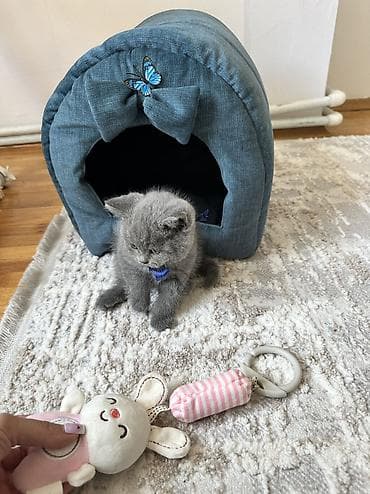 van pişikləri: Şotland, Erkək, Ünvandan götürmə — 2