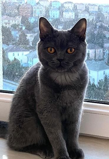 heyvanlar keci: Britan — 1