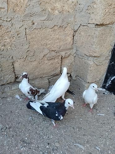 pulsuz heyvanlar verilir: Tutulma quşlar hamısı bir yerdə satılır. İstəyən zəng edə və V Pa yaza — 5