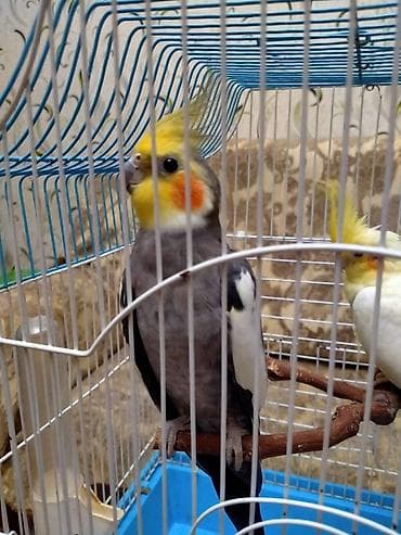 Salam. Hazir cut katella satilir.11 ayliqdilar . Tam hazir cutdu bala — 6