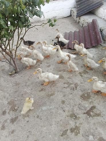 Ördəklər: Salam Pekin kuban ordekler satılır tam saqlam ətlik heyvanlardi — 1