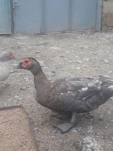 3 toyuq 3 gune 3 yumurta: Xoruzlar 50 manat Fereler 30 manat.Lavanda ordeyleri — 3