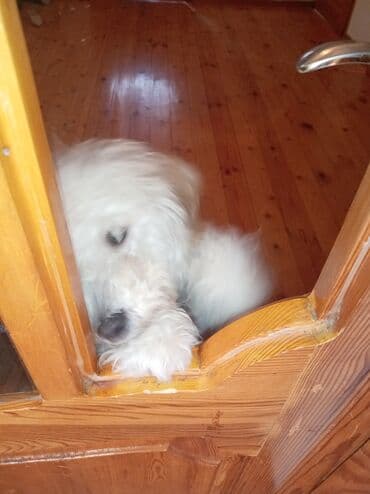 cinsi hevesi artiran dermanlar: Pudel, 5 ay, Erkek, Peyvəndli, Pulsuz çatdırılma — 3