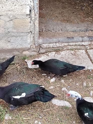 qara mal: Sort Heyvanlardı 1 illik heyvandi yumurtaliyilar biri 30 manat — 6