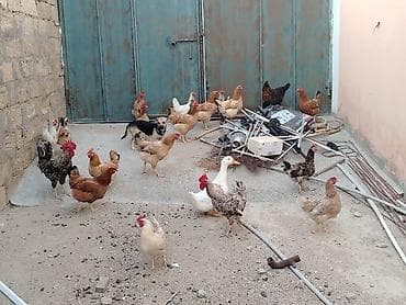 quşlar: Toyuqlar saglamdi masallah qəsəngdiler yumurtalayirlar — 2