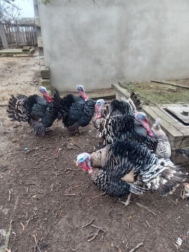 Коровы, быки: Məhsul: Hinduşka sürüsü Təsvir: - Şəkillərdə iri cüssəli, rəngbərəng — 6