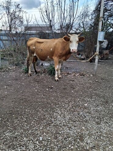 Nissan: 2 ci qarın 8 aylıq boğazdı semetalı melsdi süt 8 9 yaxşı yağlı süt — 2