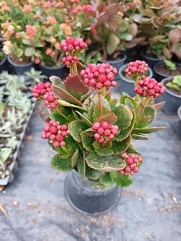 Kalanxoe (Kalanchoe blossfeldiana) – saksı bitkisi - Çeşid: çiçəkli