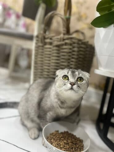 Şotland yastı qulaq, Dişi