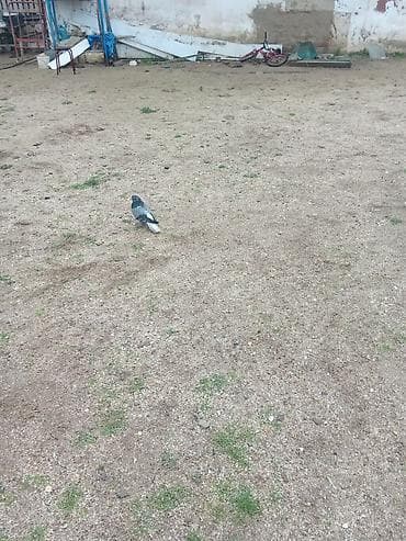 goyercinle: Öz heyvanlarımdi isteyen maraqlana biler — 1