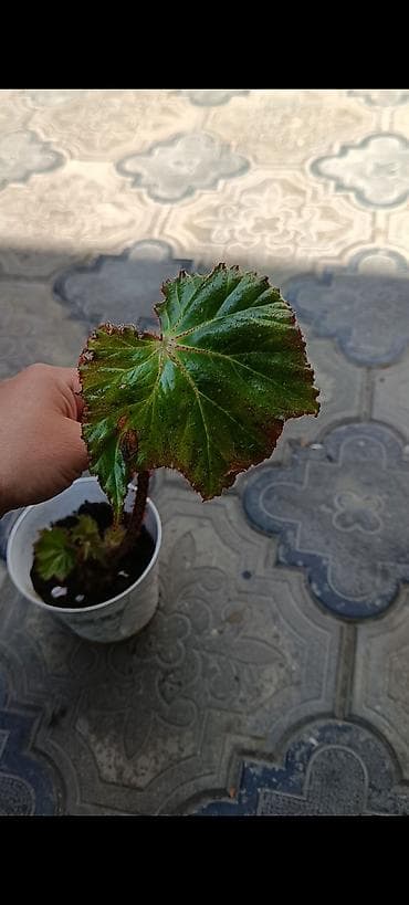 kişi otaq şap şapları: Otaq və balkon üçün saksı bitkiləri dəsti - Sansevieria (Qaynanadili) — 2