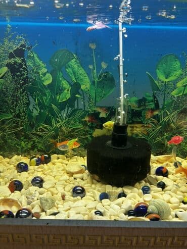 фильтр для аквариума: Dördbucaq akvarium, Balıqlarla birlikdə, 80 l — 2