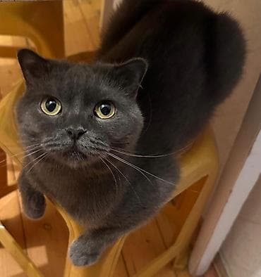 ev pişiyi: Britan, Erkək, Yaxşı əllərə, Ünvandan götürmə — 1