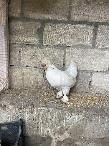 Курица, Для разведения, Платная доставка, Доставка в районы, Самовывоз — 4