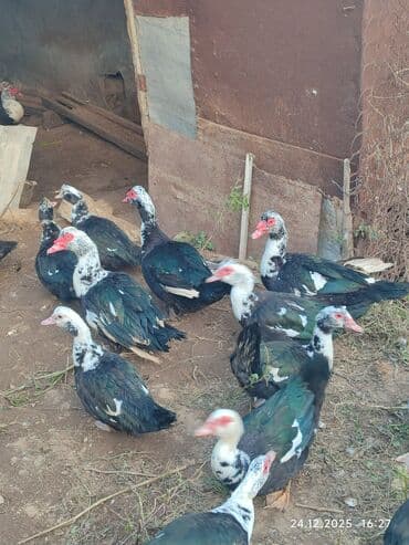 Dişi, | Lal ördək, Ətlik