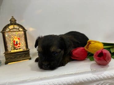 Птицы: 2 месяца, Самец — 2