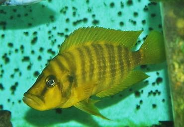 baliq: Tanqanika baliklari hamsi birlikdə satlir — 1