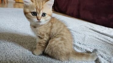 pişik latoku: Britan — 3