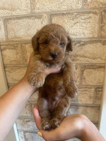 barter it: Şekilleri götürmeyin - Cins: Toy Pudel (mini) - Rəng: qara, ve — 13