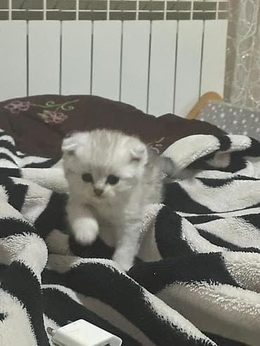 şirin pişik: Britan — 9