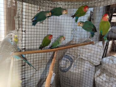 попугай ара цена: Fişer nerazlucnik ayrılmazlar maskvıy papuqayları bala verən cütlər — 7