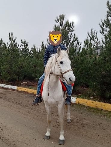 Yarimsaati 40aznprakata At 🐴Deniz qiraqi Ağ rəngli minik atı – sakit