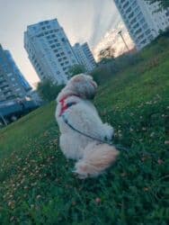 afçarka satılır: Satılır: Maltipu erkək it (1 yaş 5 aylıq) 🐶 Tam sağlam, mehriban və — 4