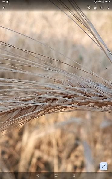 akvarium baliqlari satilir: Şamaxı qızmeydan kəndində sahədən padkambayın biclib 20 ton arpa — 2