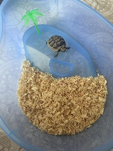 Heyvanlar üçün mallar: Kiçik quru tısbağa – akvaterrarium dəsti ilə Məhsul təsviri: - Kiçik — 1