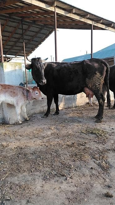 inəyin balası: 4cu balasidi 25 gundu dogub erkey balasi var 10litir sud verir — 2