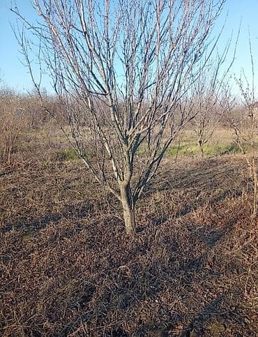 Digər bitkilər: 8 sot kupçalı ev tikili 2200 real alıcılara endirimdə var — 2